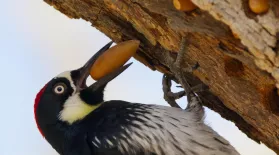 Acorn Woodpecker Family Guards Their Stash: asset-mezzanine-16x9