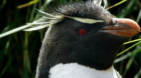 Penguin Mom Risks Life to Feed Chick: asset-mezzanine-16x9