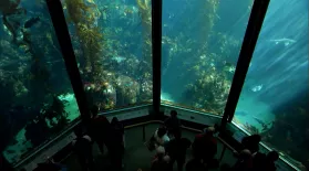 OCEANS IN GLASS: BTS of the Monterey Bay Aquarium: asset-mezzanine-16x9