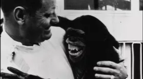 Chimpanzees: An Unnatural History: asset-mezzanine-16x9
