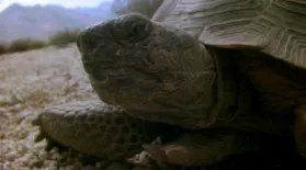 The Reptiles: Turtles and Tortoises: asset-mezzanine-16x9
