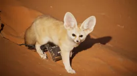 Discovering the Smallest Wild Dog in the Vast Sahara: asset-mezzanine-16x9