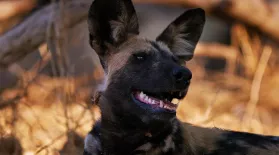 How Wild Dogs Recover from 'Broken Hearts': asset-mezzanine-16x9