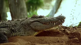 The Reptiles: Alligators and Crocodiles: asset-mezzanine-16x9