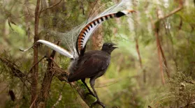 Male Lyrebird Manipulates Female Into Mating: asset-mezzanine-16x9