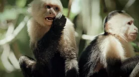 Finding Capuchin Monkeys in Costa Rican Mangroves: asset-mezzanine-16x9