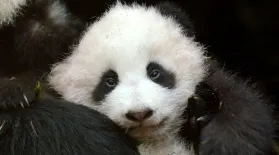 Pandas: Born to be Wild: asset-mezzanine-16x9