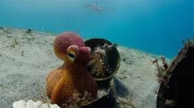 Spy Octopus Helps Friend Hide From Shark: asset-mezzanine-16x9
