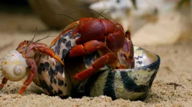 How Hermit Crabs Choose Their Shells: asset-mezzanine-16x9