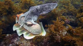 Why Do Cuttlefish Change Color?: asset-mezzanine-16x9