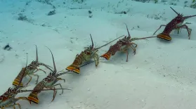 Why Are These Lobsters Doing The Conga?: asset-mezzanine-16x9