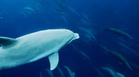 Dolphin Megapod Caught on Camera: asset-mezzanine-16x9