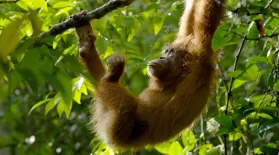 The Last Orangutan Eden: asset-mezzanine-16x9
