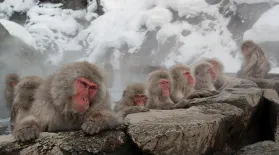 Snow Monkeys: asset-mezzanine-16x9