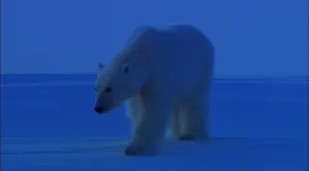 Bears of the Last Frontier: Arctic Wanderers: asset-mezzanine-16x9