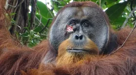 First ape ever seen using medicinal plant to treat wound: asset-mezzanine-16x9