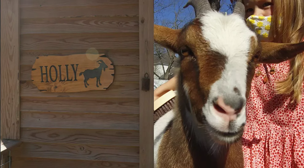 Goats at Briggs Elementary