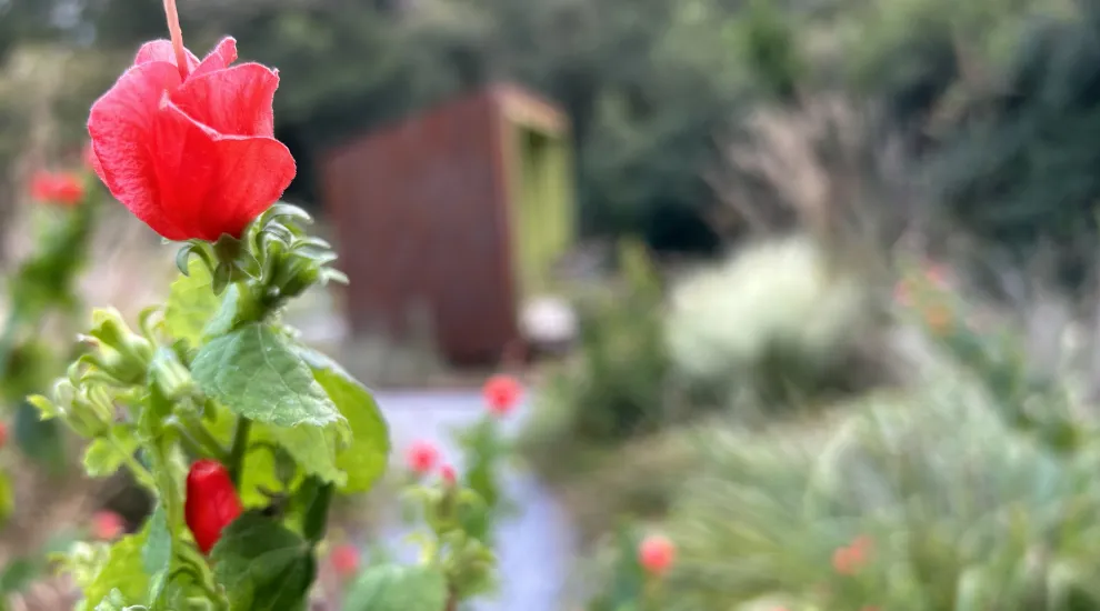 The Bird Garden at The South Carolina Botanical Garden