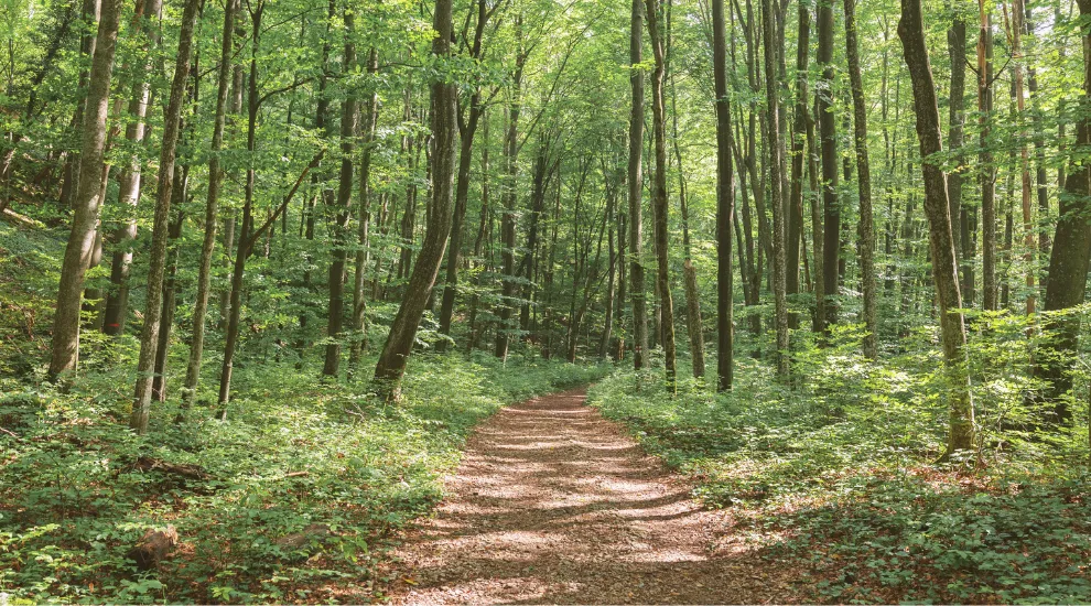 photo of dirt path through a forest of trees