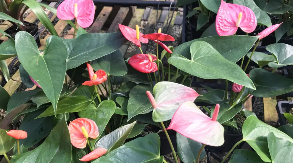 Anthuriums