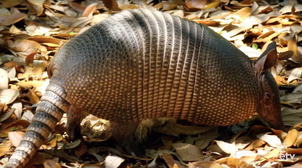 An Armadillo Trap 