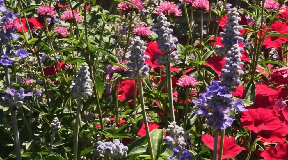 Flowers at Columbia College