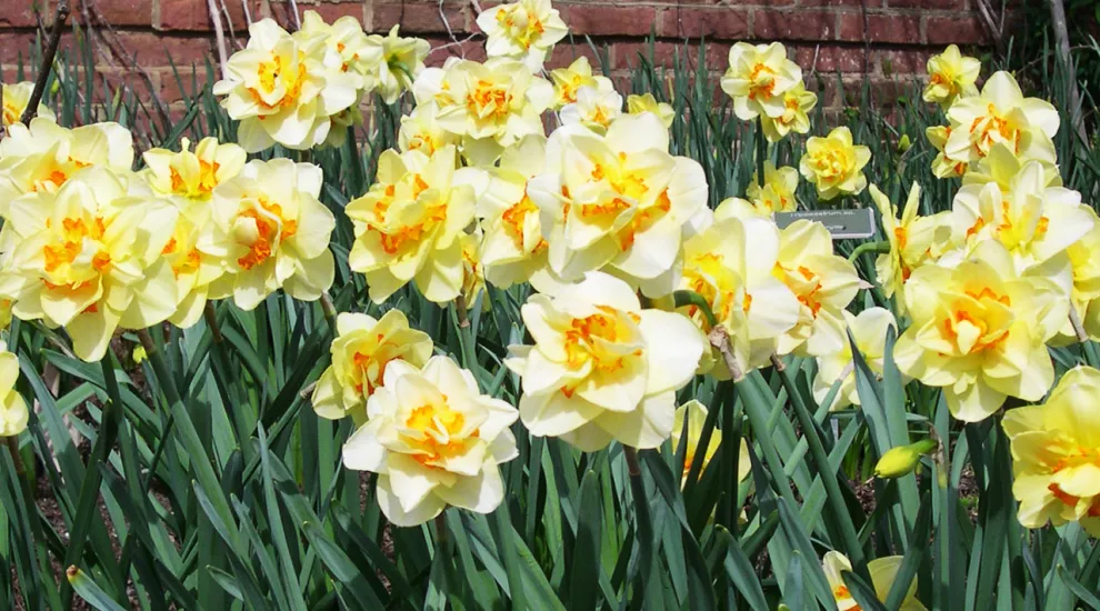 Daffodils