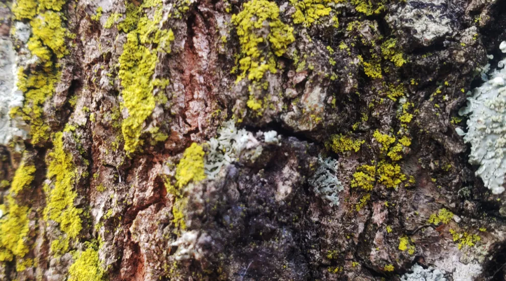 Moss and Lichen