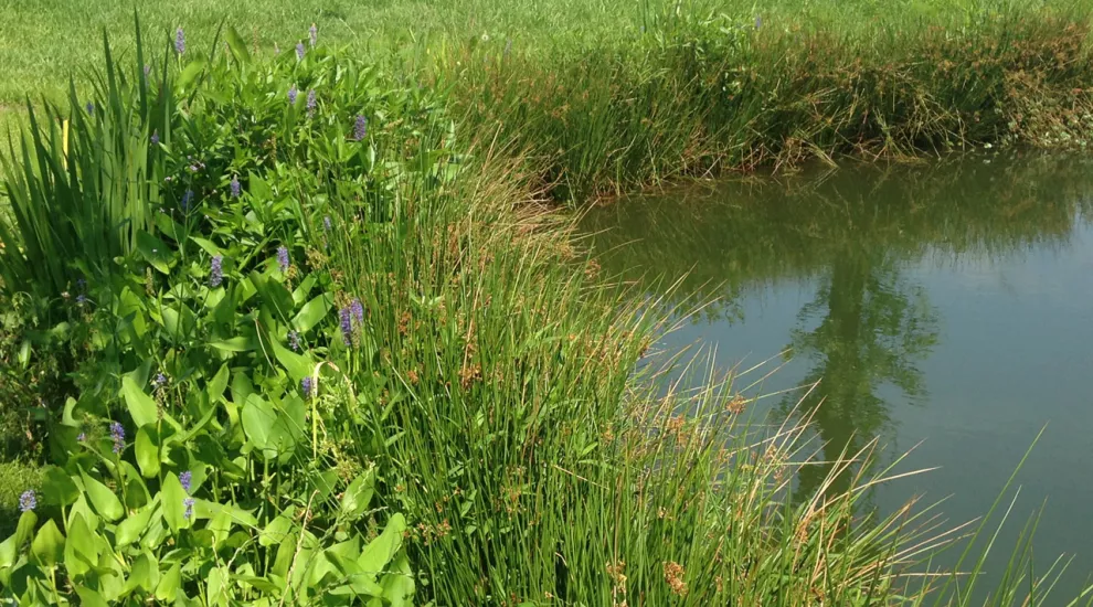 Plants for Pond Erosion