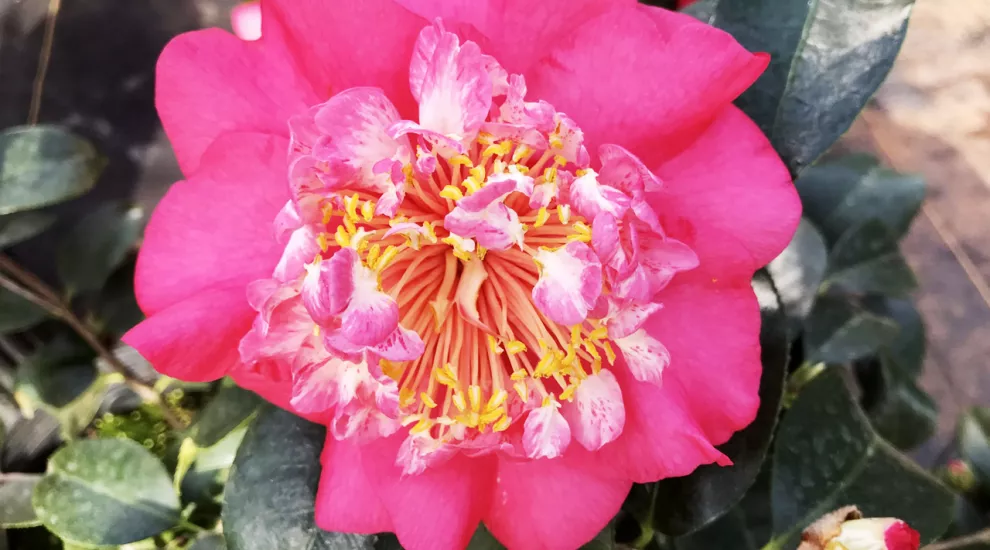 Camellia 