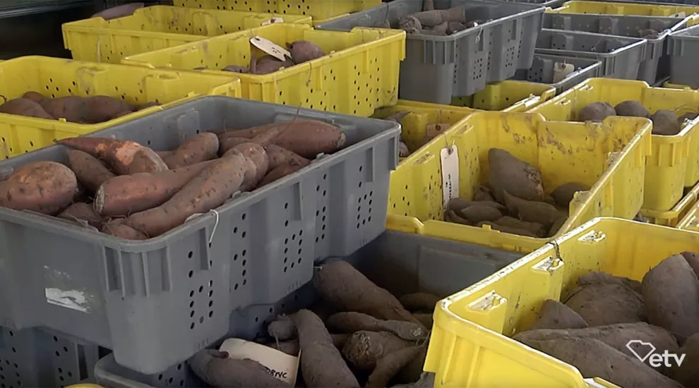 Sweet Potato Research