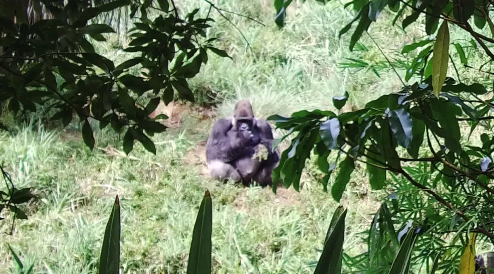 Gorilla