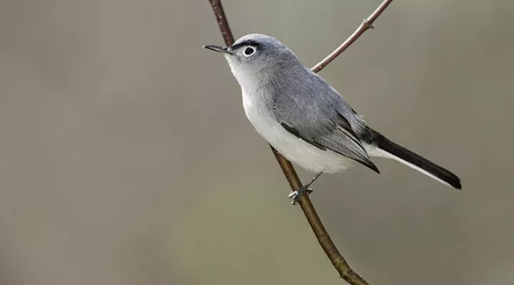 A Blue-Gray Gnatcatcher