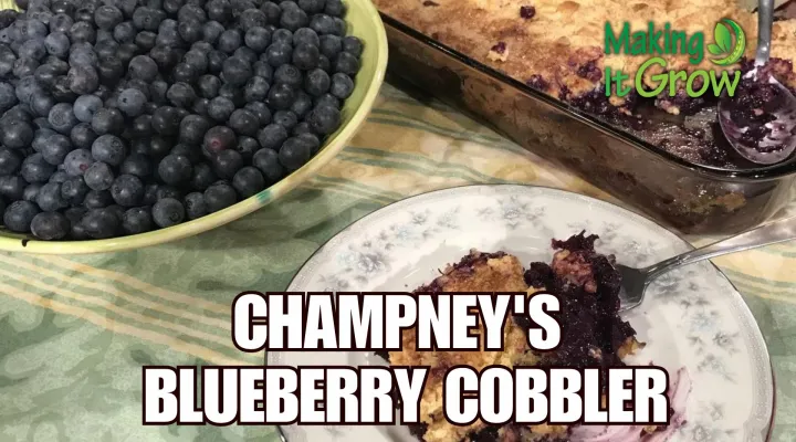 Champney's Blueberry Cobbler