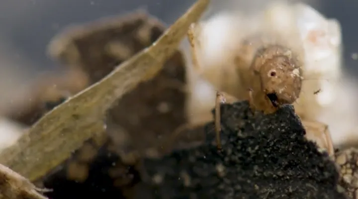 Caddisfly Larvae