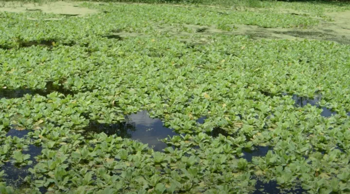 Aquatic Weeds