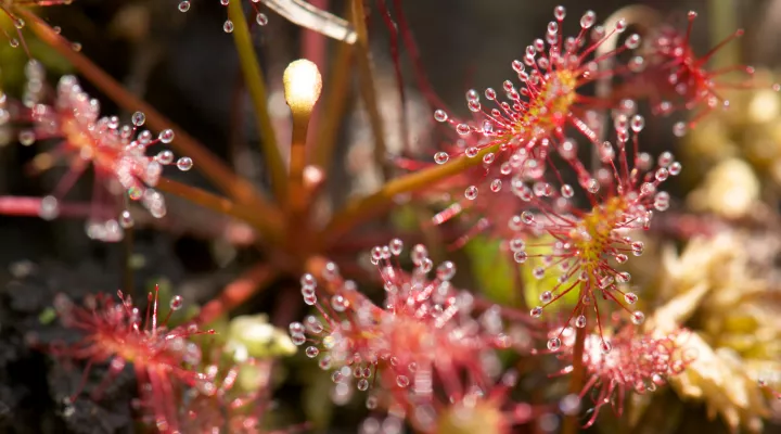 Close up photograph of a sundew plant.