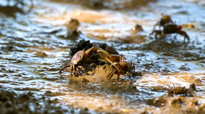 Fiddler crabs in pluff mud