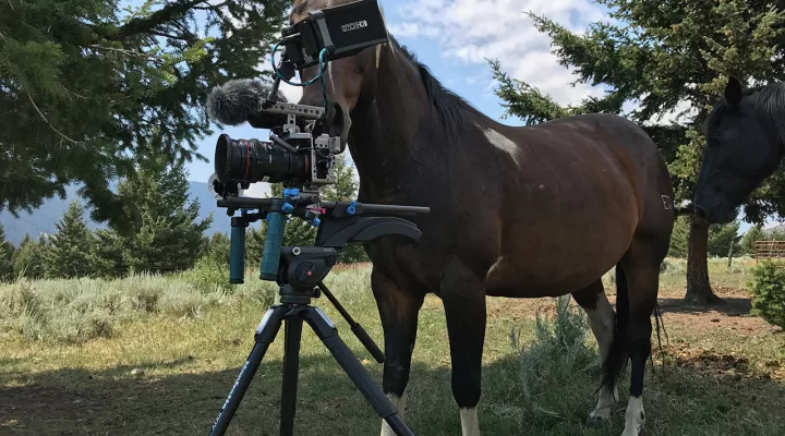Horse peering into camera