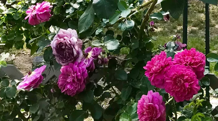 Pat Henry's Rose Garden