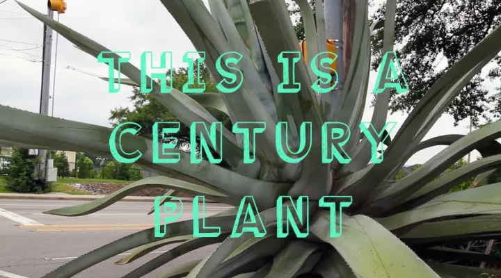 century plant with text