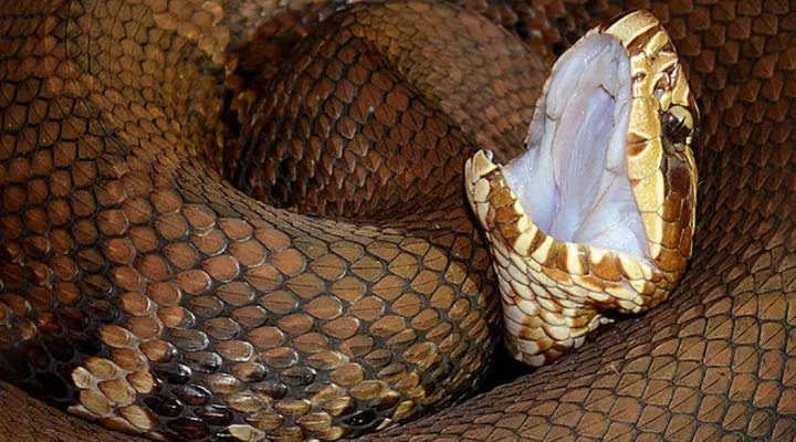 An Eastern Cottonmouth snake, agkistrodon piscivorus