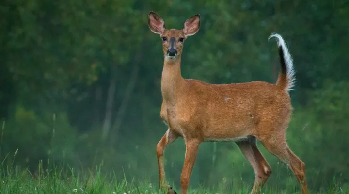  A white-tailed deer doe