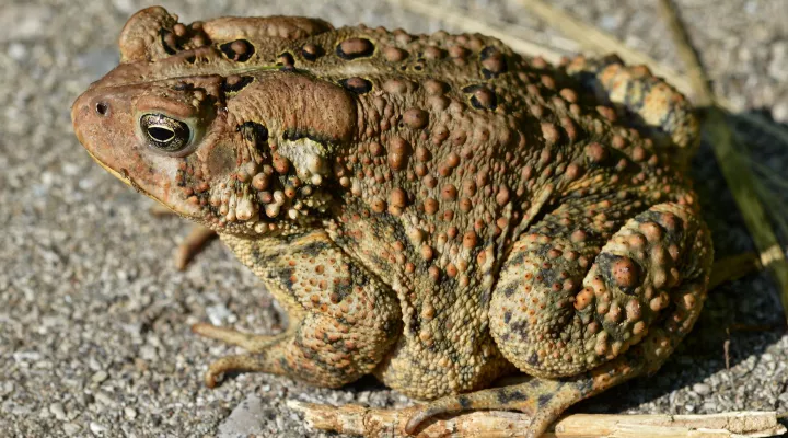  An eastern American toad.