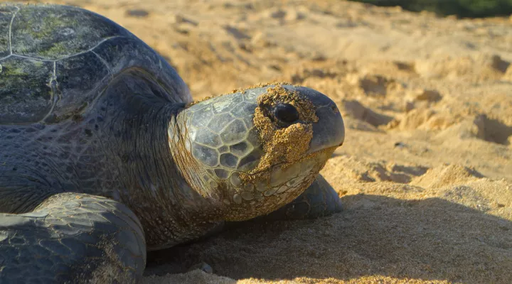  FILE - A nesting green sea turtle