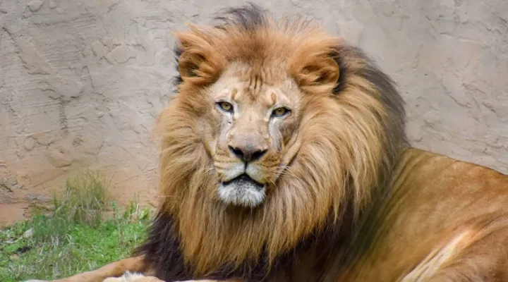 Chuma, a 15 year old African lion at the Greenville Zoo, died over the weekend.