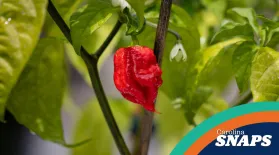 Carolina Snaps The Carolina Reaper