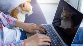 photo of person sitting on a sofa with a cat and using a laptop